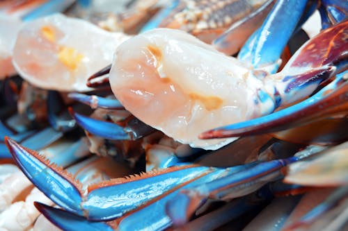 Free stock photo of bahraincrab, betta fish, blue swimming crabs Stock Photo