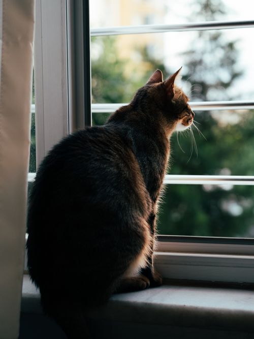 Free Cozy tabby cat sitting on windowsill looking outside. Soft daylight creates a peaceful ambiance. Stock Photo