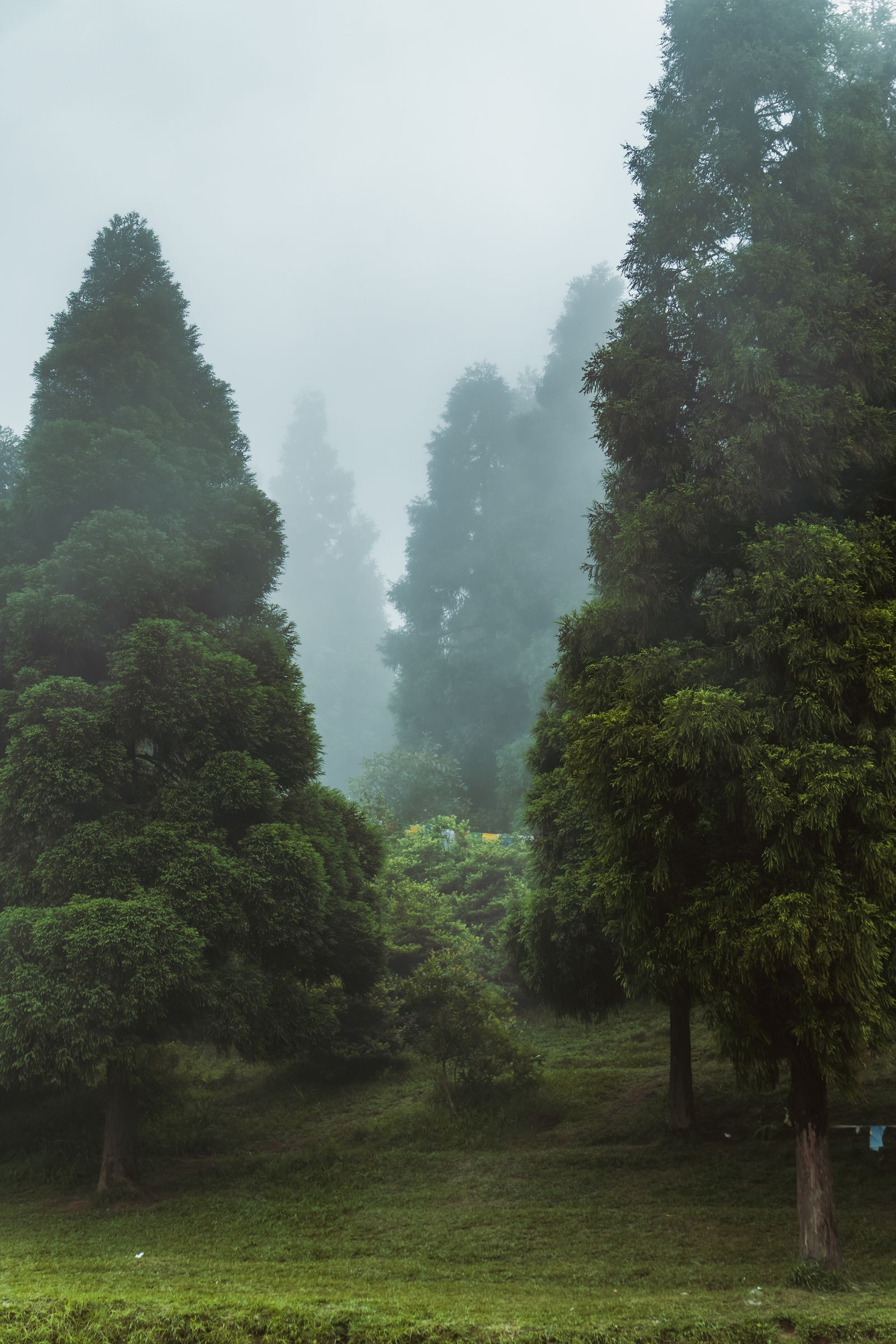 Tall conifers standing in mist above a green clearing in the Kalimpong hills, the forest fading into fog behind