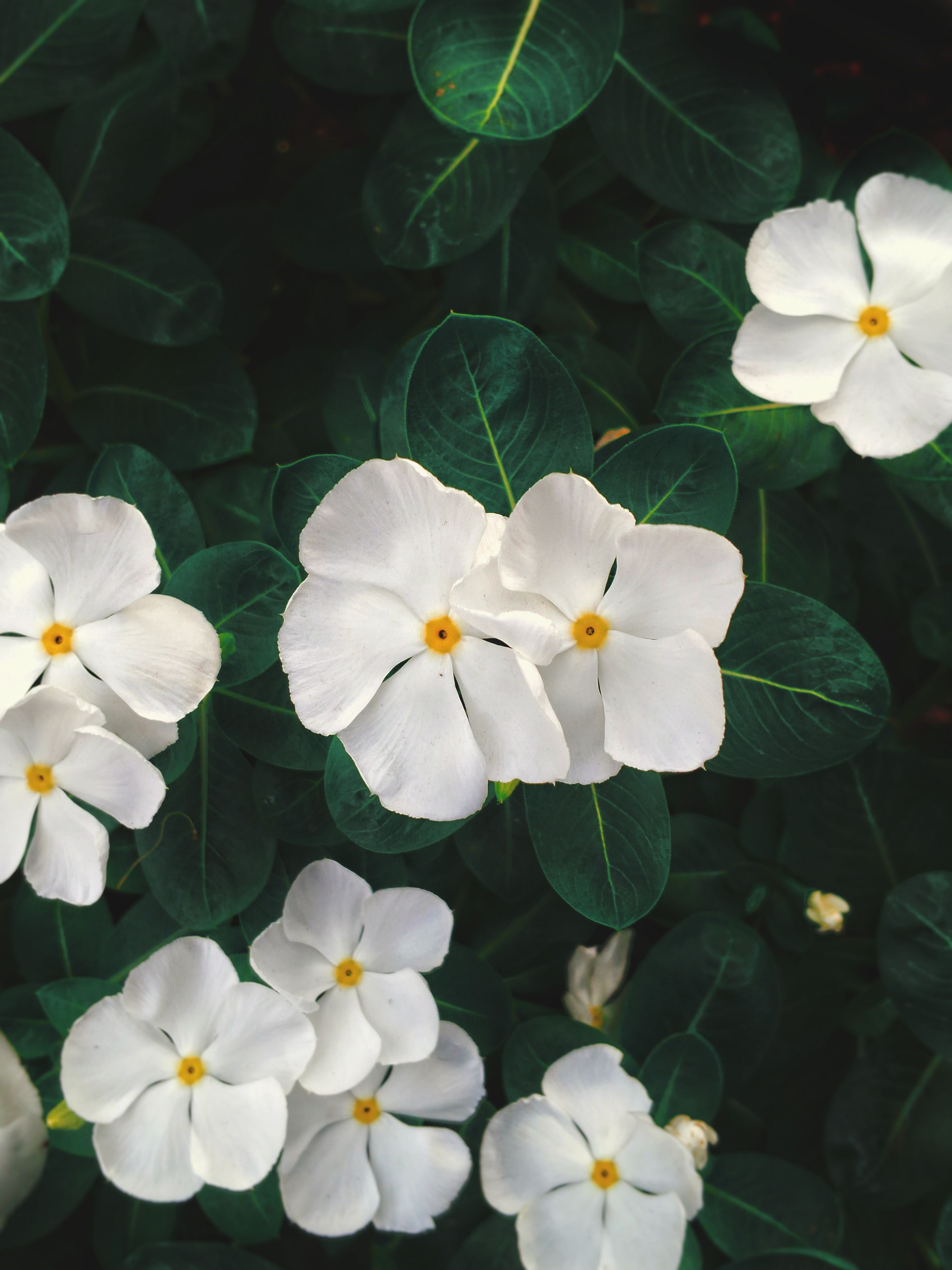 [ColoSach]-close-up-of-white-periwinkle-flowers-with-dark-green-leaves,-showcasing-nature's-beauty.