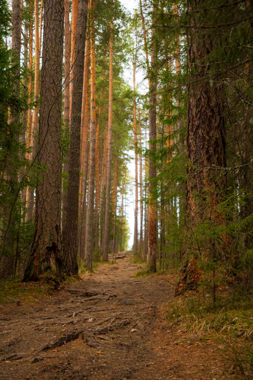 Free A serene dirt pathway meanders through a lush forest of tall pine trees, inviting exploration and tranquility. Stock Photo