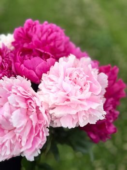 magenta peony flower bloom