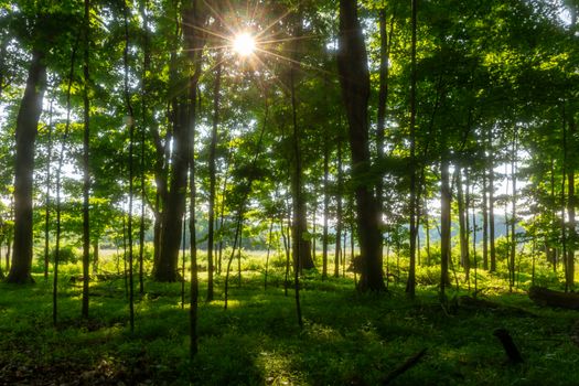Tranquil forest setting with sunlight filtering through trees, showcasing lush greenery and natural beauty.