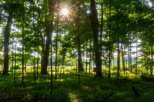 Free Tranquil forest setting with sunlight filtering through trees, showcasing lush greenery and natural beauty. Stock Photo
