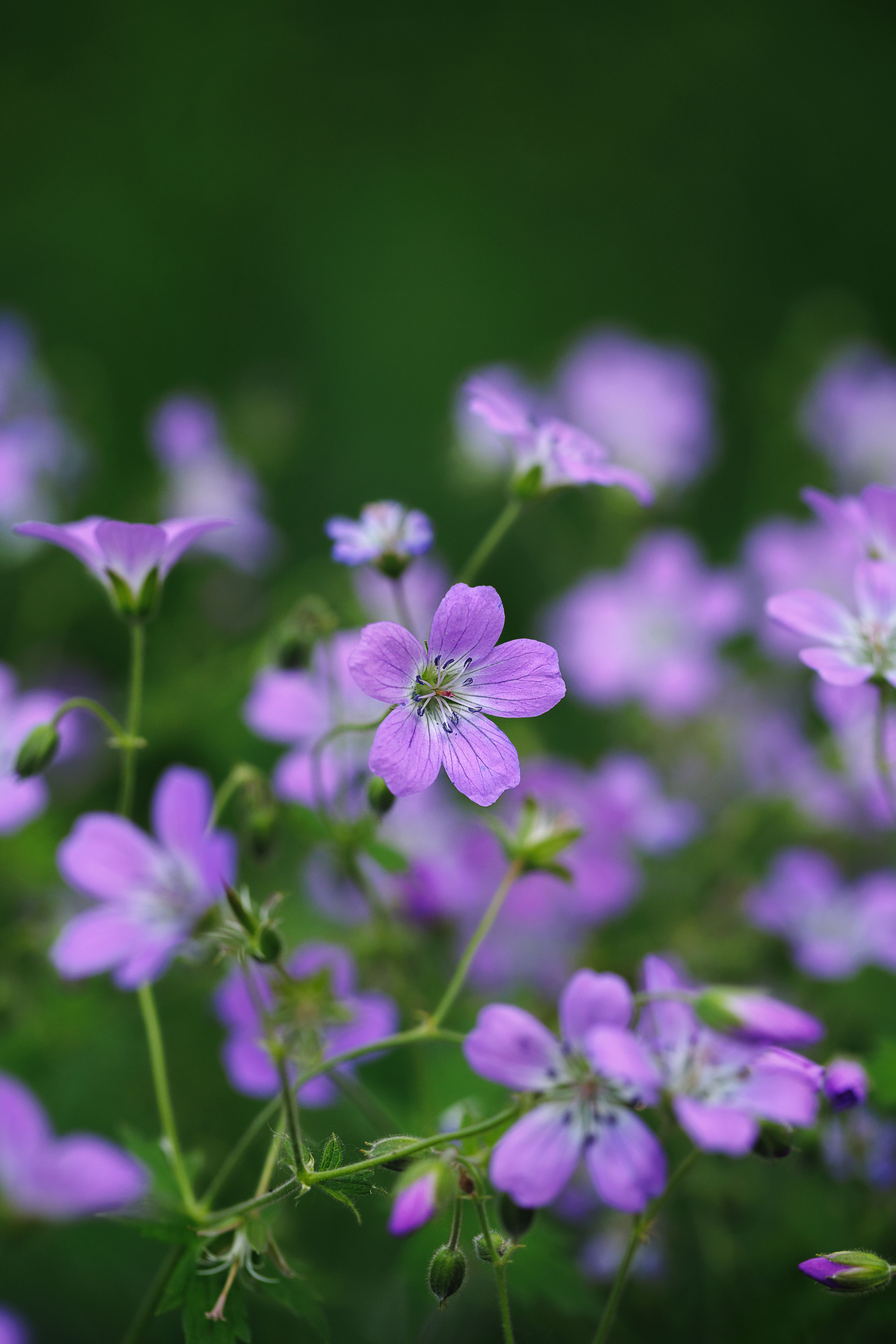 [ColoSach]-vibrant-purple-flowers-blooming-in-a-lush-green-field,-showcasing-natural-beauty.