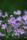 beautiful flowers