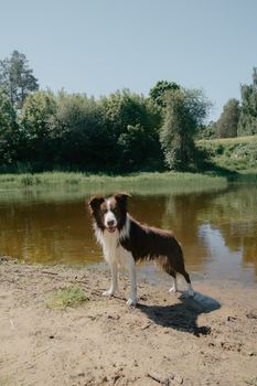 A Border Collie standing by a serene lake surrounded by lush greenery on a bright summer day.
