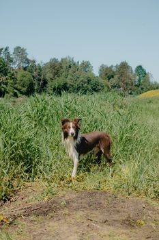 A Border Collie stands alertly in a sunlit grassy meadow surrounded by trees.