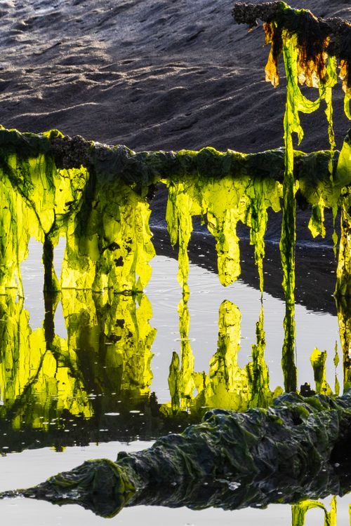 Free Bright green algae drape over coastal rocks, creating a vibrant natural display in Olympia, Washington. Stock Photo