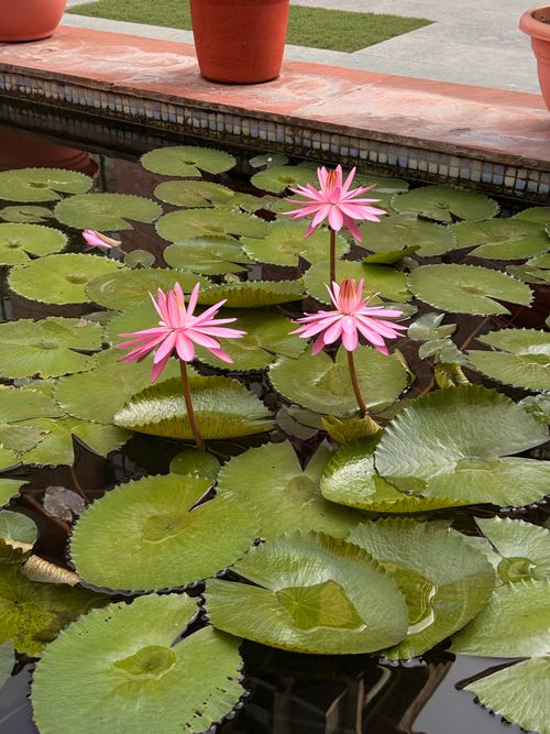 Free Pink water lilies bloom gracefully among green leaves on a tranquil pond. Stock Photo