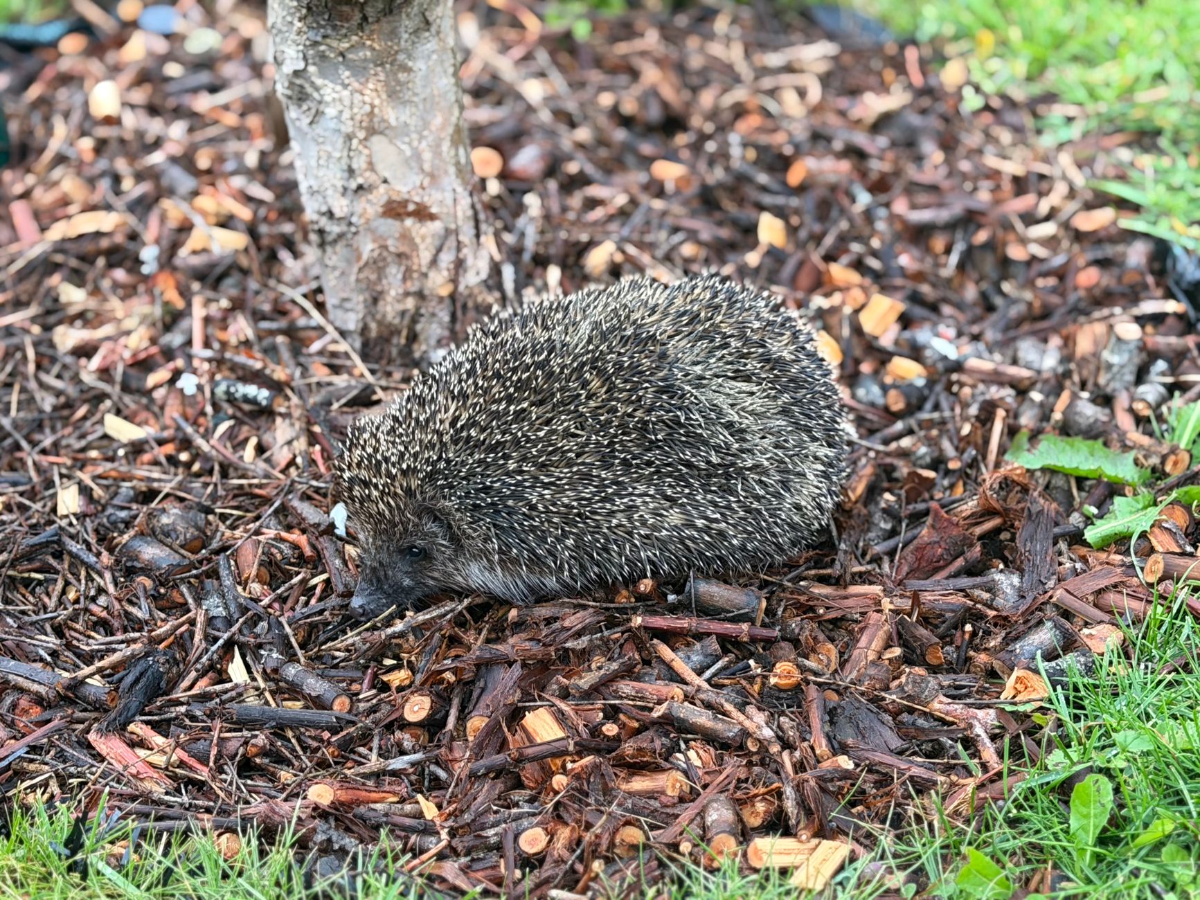 The Hedgehog