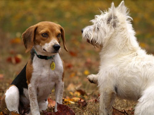 gratis Tri Color Beagle En West Highland White Terrier Puppies Spelen Op Gazon Gras Stockfoto