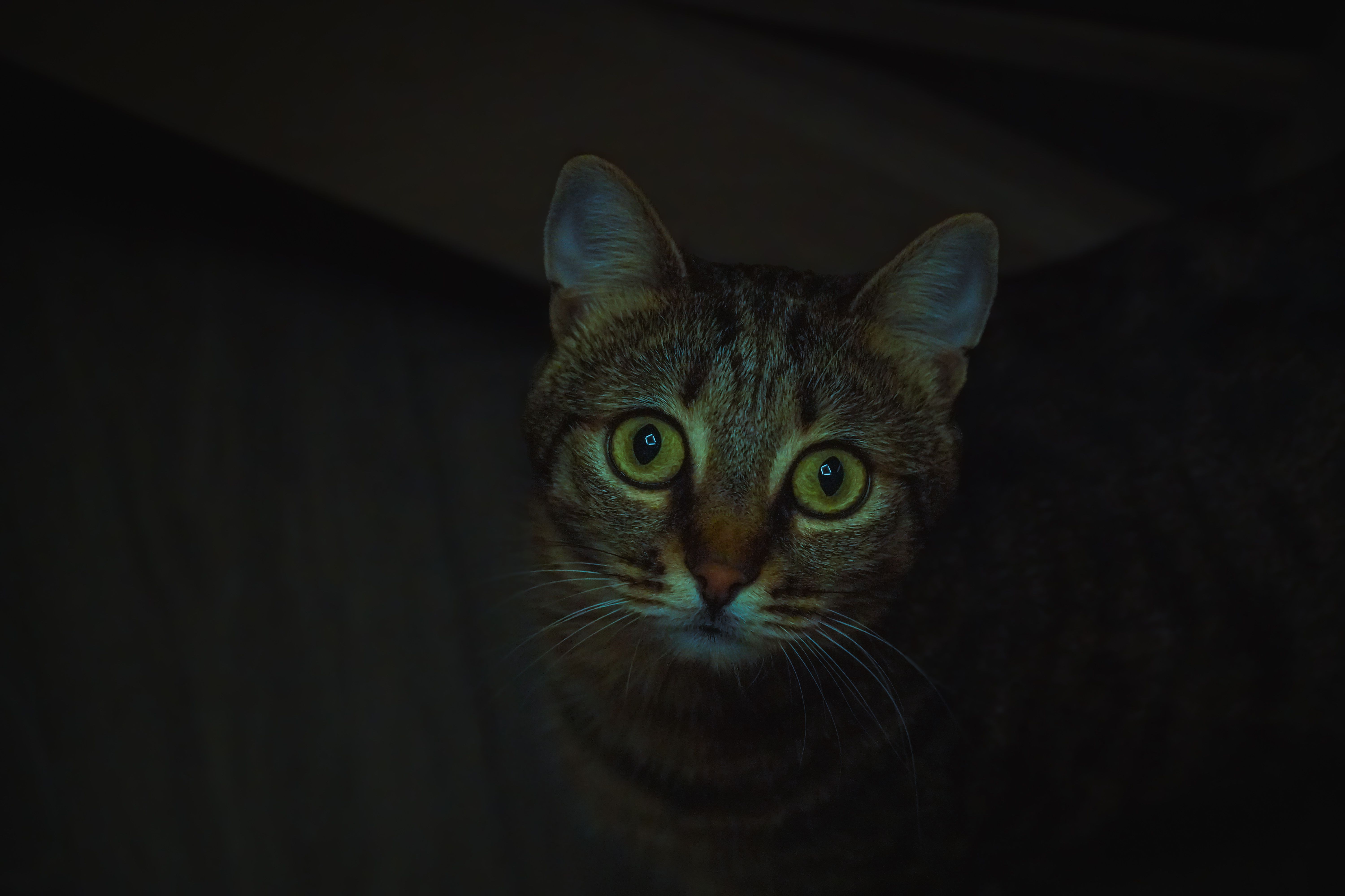 Arlo Essential Indoor Camera Pet Edition with Night Vision