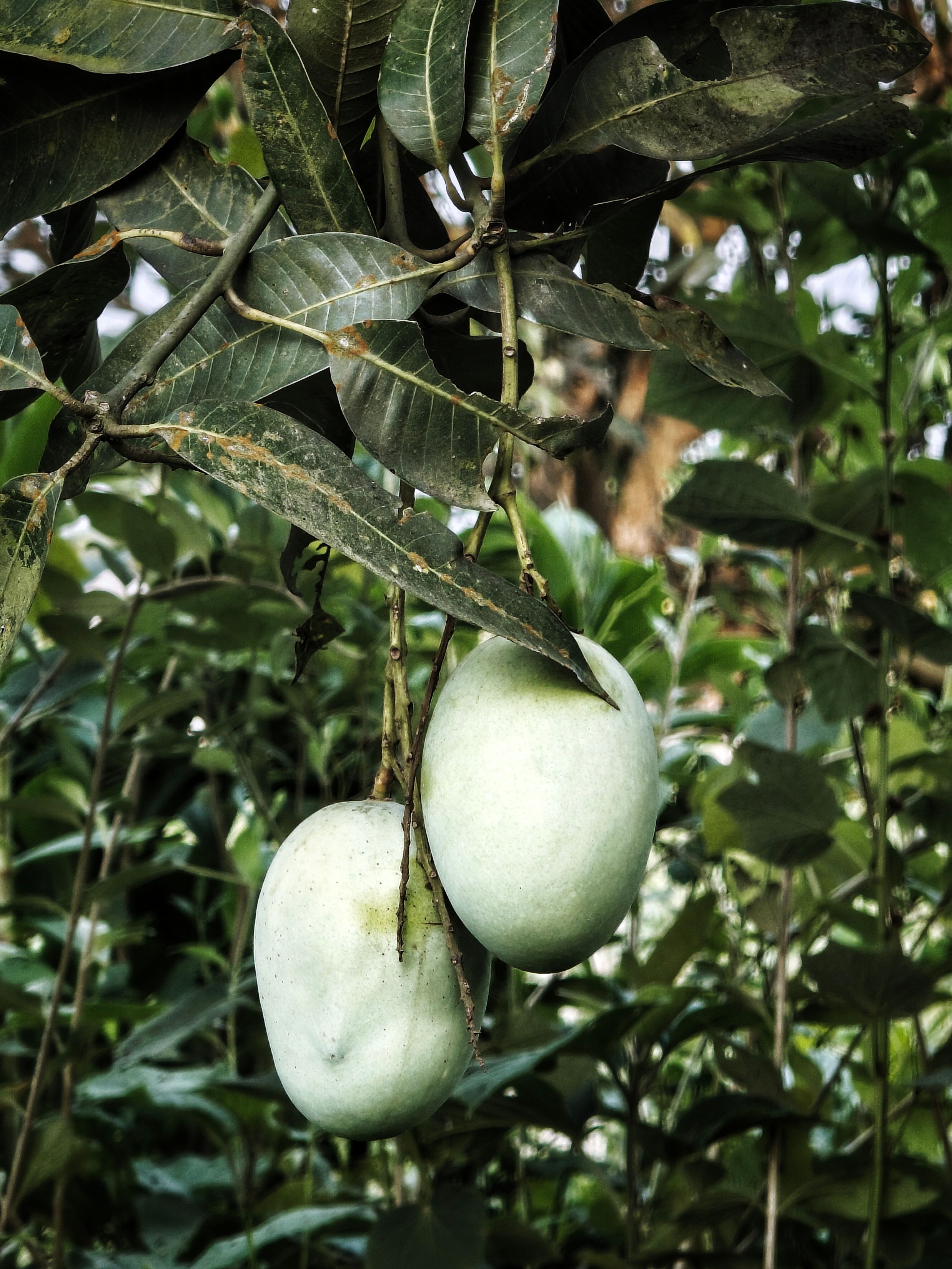 Unripe mangoes on a tree branch with lush green foliage in the background.