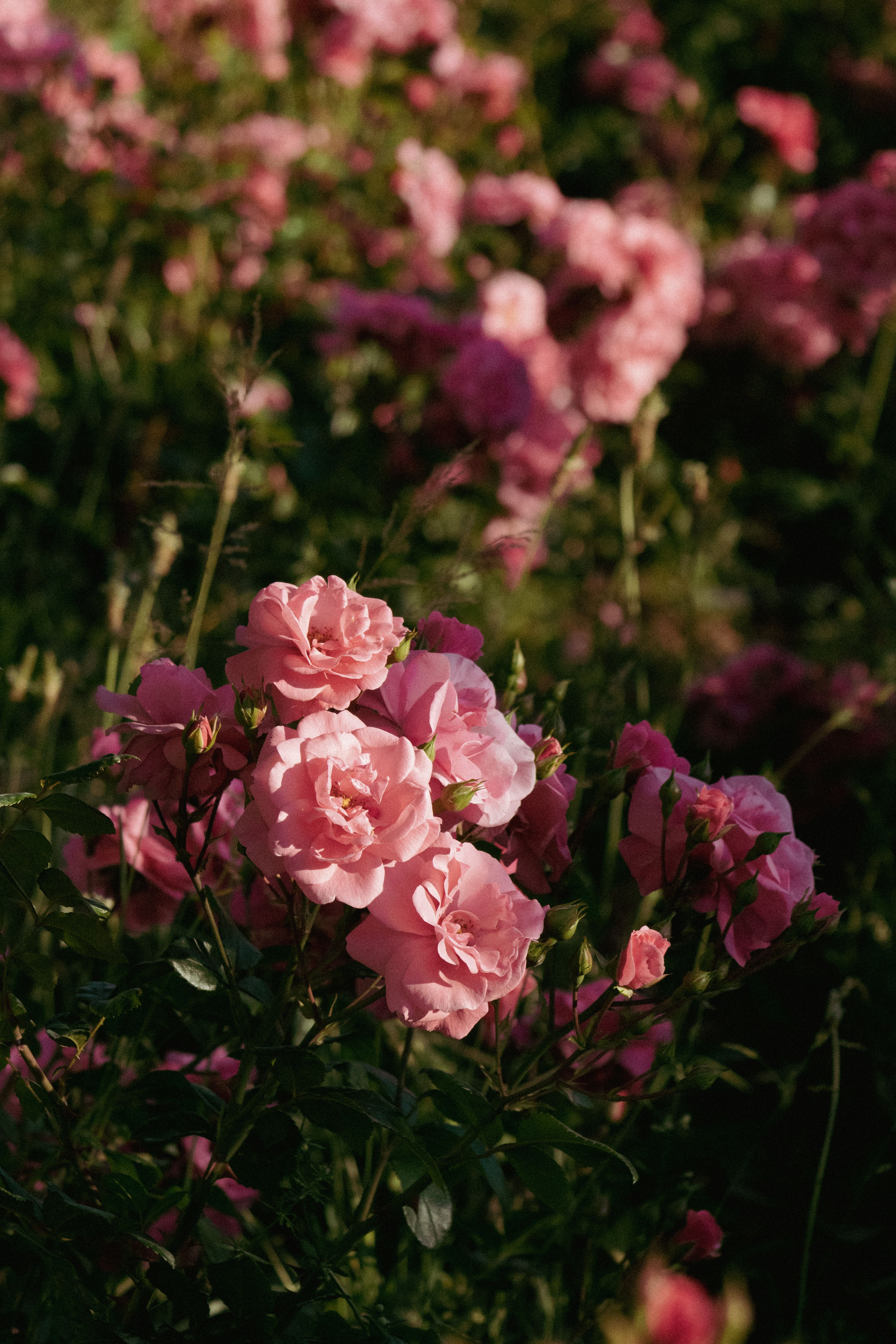 [ColoSach]-stunning-pink-roses-in-full-bloom-under-natural-sunlight-in-a-serene-garden-in-malatya,-türkiye.