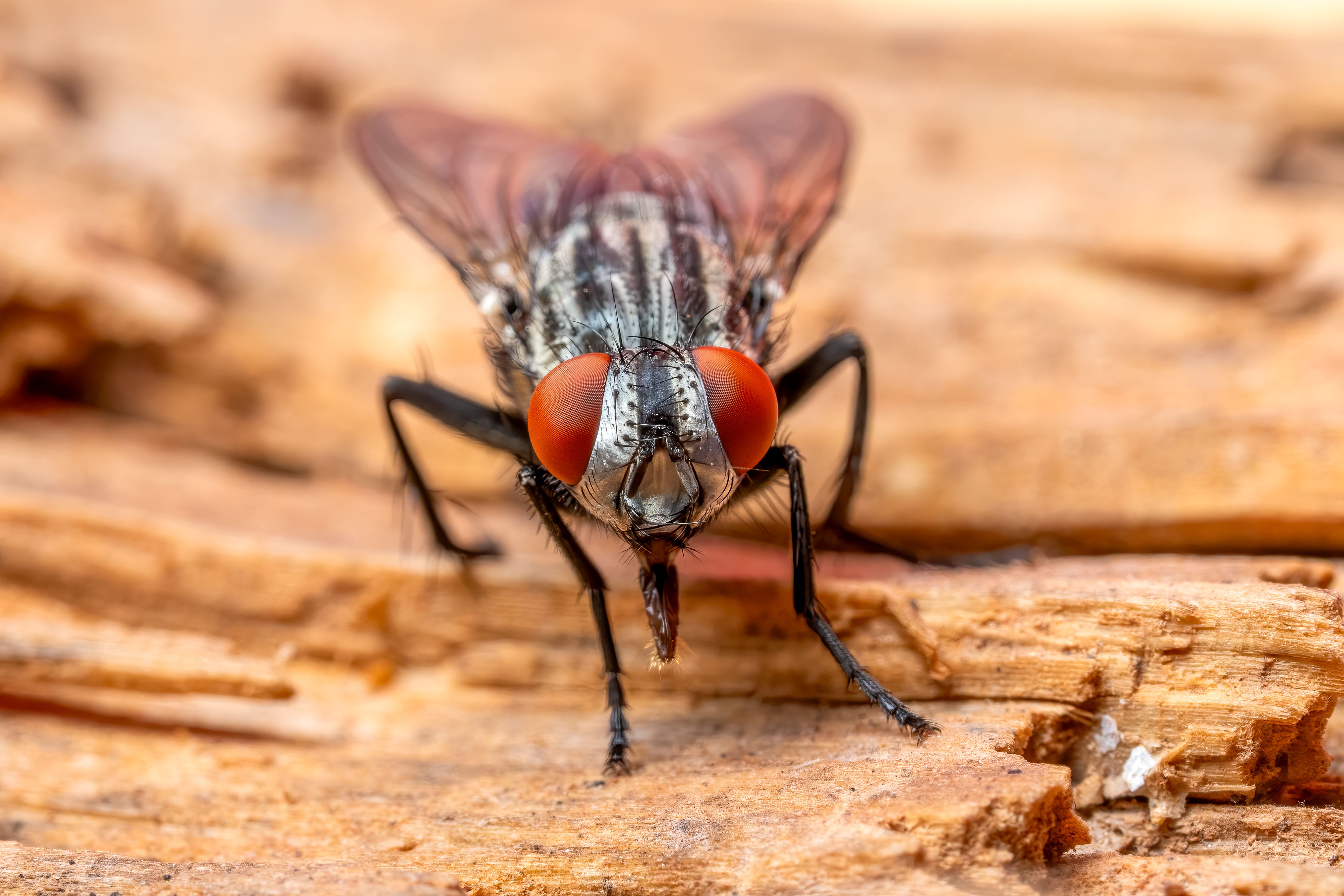 Nid de mouche : astuces simples pour l’éviter et le traiter - Comment traiter les œufs, les larves et les mouches sans aggraver le problème ?