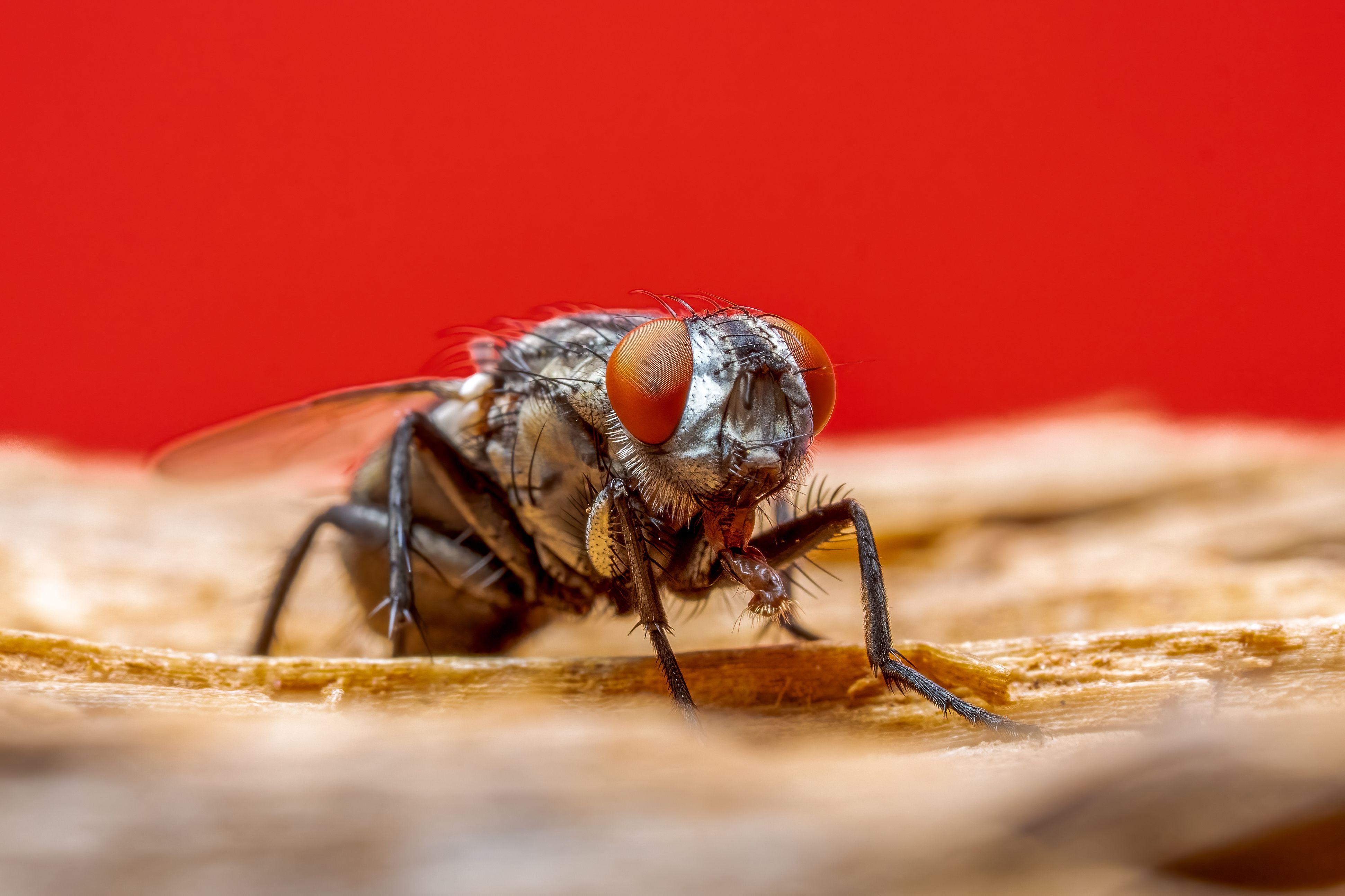 fly control for commercial kitchens