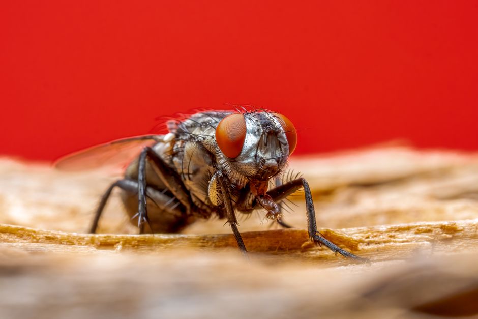 fly control for commercial kitchens