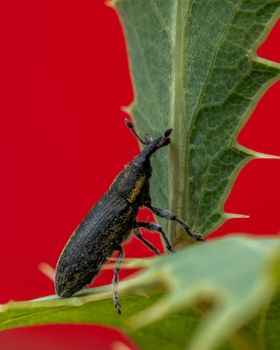 Detailed macro shot of a black weevil perched on a green leaf with a vibrant red background.