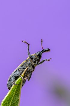 A detailed macro shot of a weevil perched on a green leaf highlighting its texture and details against a blurred purple background.