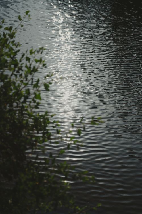 Free Serene water surface with sunlight reflections and foliage, evoking calm and nature's beauty. Stock Photo