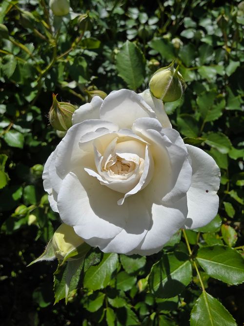 Free A detailed photo of a white rose in sunlight, highlighting its delicate petals. Stock Photo