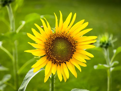 Free Bright yellow sunflower in full bloom set against a lush green background. Stock Photo