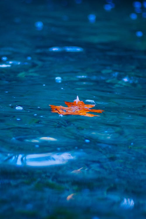 Free stock photo of autumn color, autumn leaf, color in water Stock Photo
