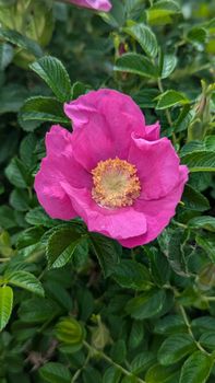 Close-up of a vivid pink rose in lush green leaves, captured outdoors.