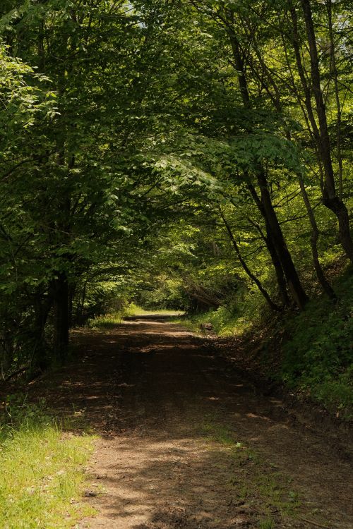 Free A tranquil dirt path through lush green trees in Kastamonu, Türkiye during late spring. Stock Photo