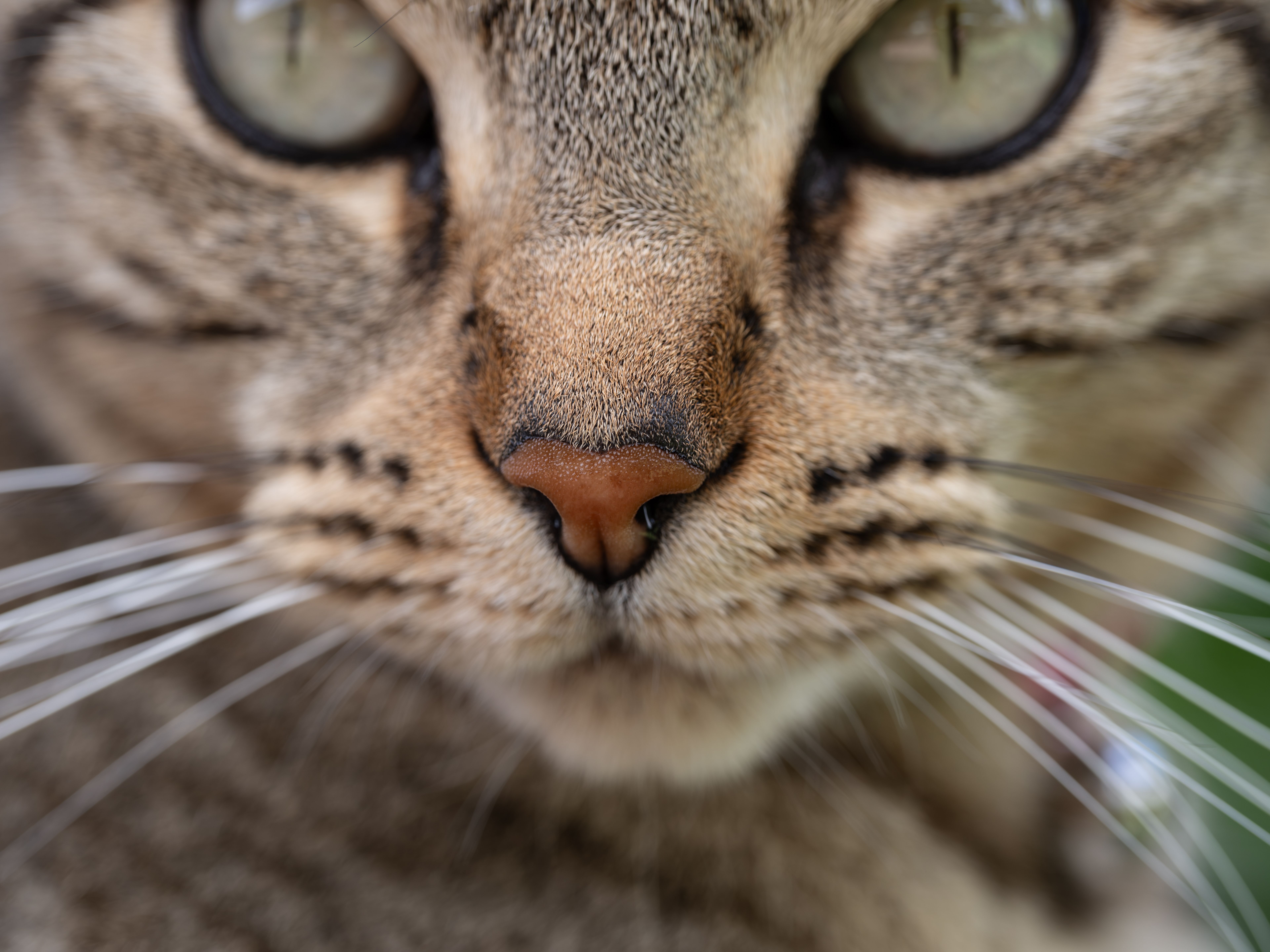 cat whiskers