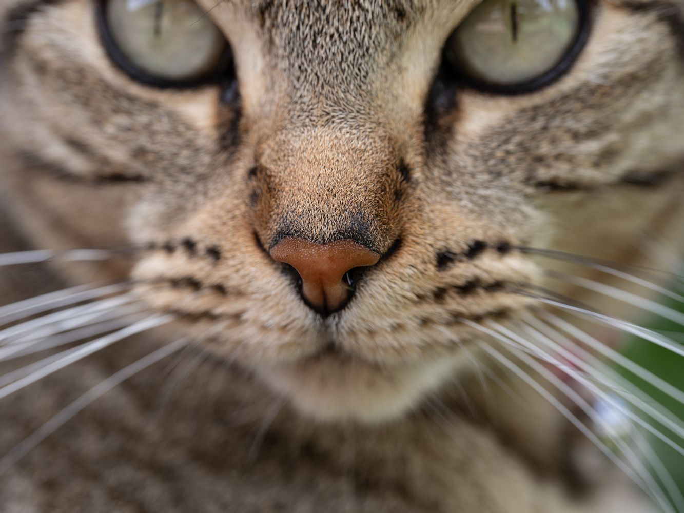 Whisker Pattern Photos, Download The BEST Free Whisker Pattern Stock ...