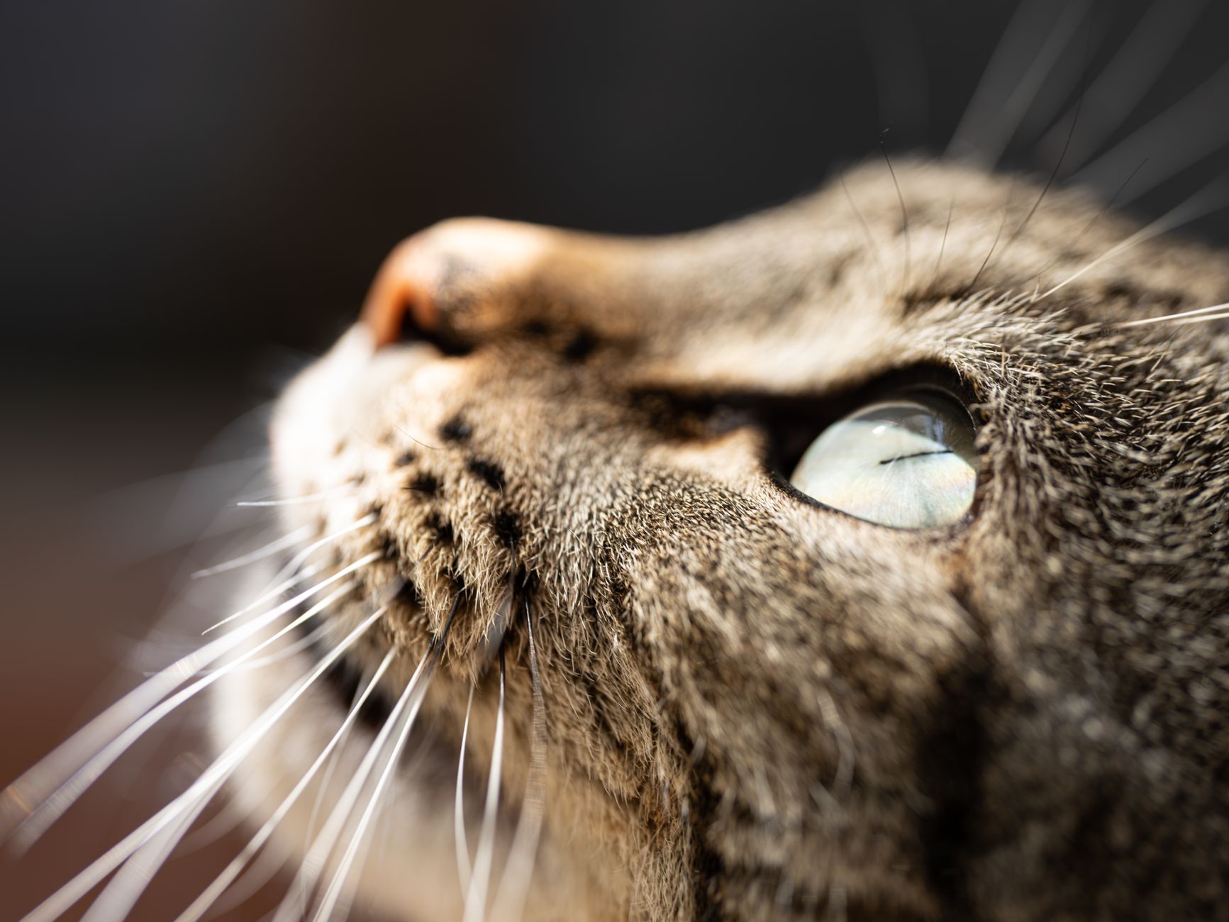 A cat undergoing diagnostic blood testing at a veterinary clinic