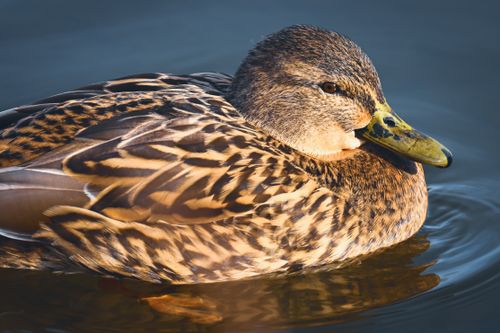Free Detailed image of a Mallard duck floating on calm water, showcasing its vibrant plumage. Stock Photo