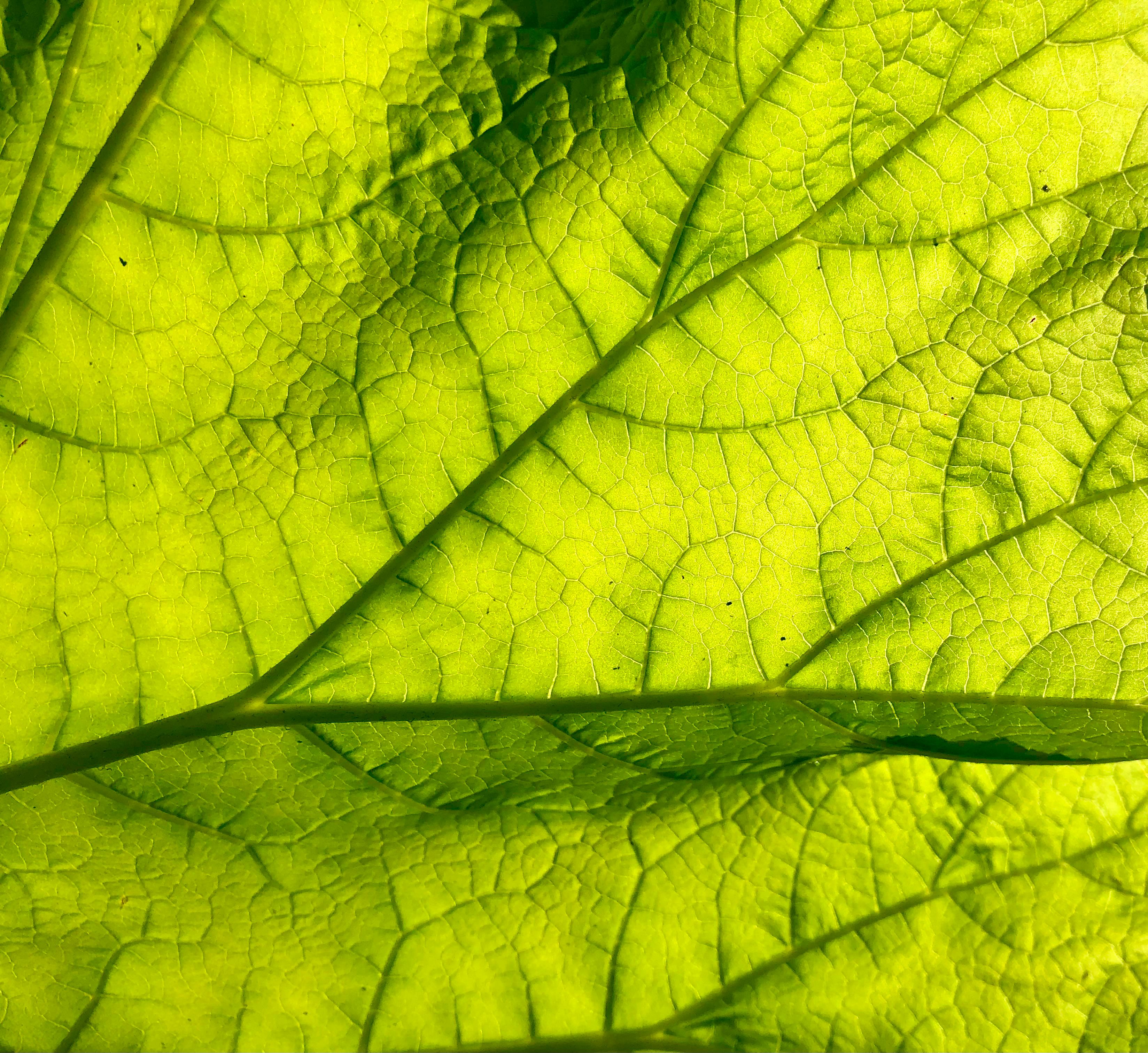 Descoberto mecanismo que conecta auxina à ativação rápida de canais de cálcio em plantas