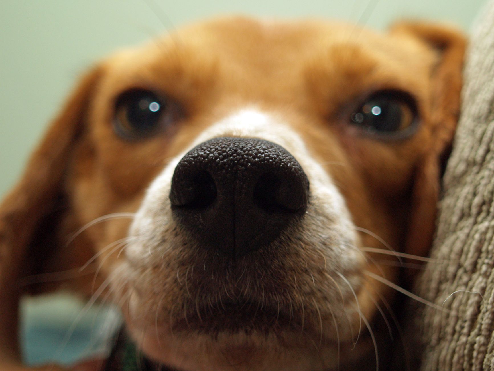 Veterinarian examining a dog during a checkup