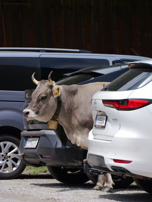 Free A cow standing between parked cars in a rural outdoor setting during daytime. Stock Photo
