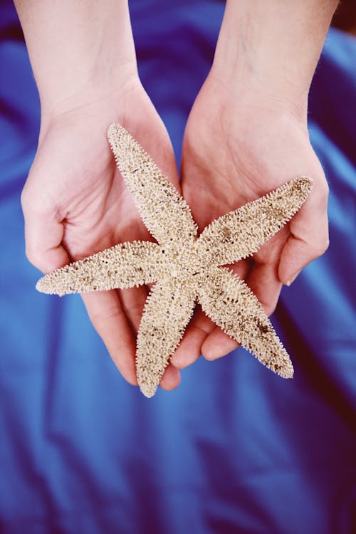 Free Person Holding White Starfish on Hand Stock Photo