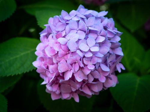 Free Detailed close-up of a vibrant pink hydrangea flower against lush green leaves. Stock Photo