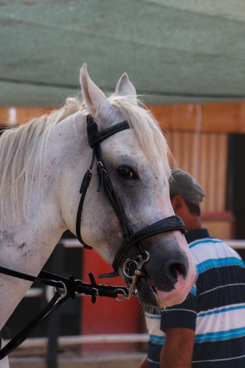 Free Portrait of a white horse with bridle in Alanya's equestrian setting. Stock Photo