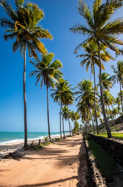 Free Palm Trees on Beach Shore Stock Photo