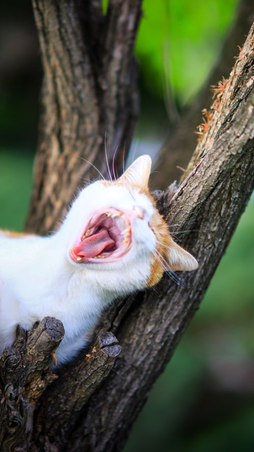 Free A ginger and white cat yawning widely while perched on a tree branch outdoors. Stock Photo