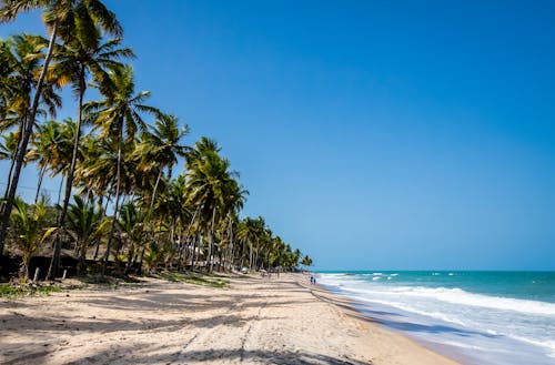 免费 海滩岸边的绿色棕榈树 素材图片