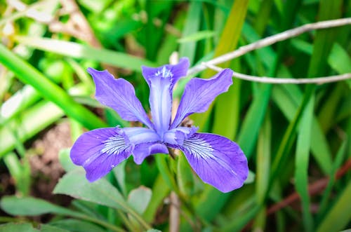 Free stock photo of flower, lavender, macro
