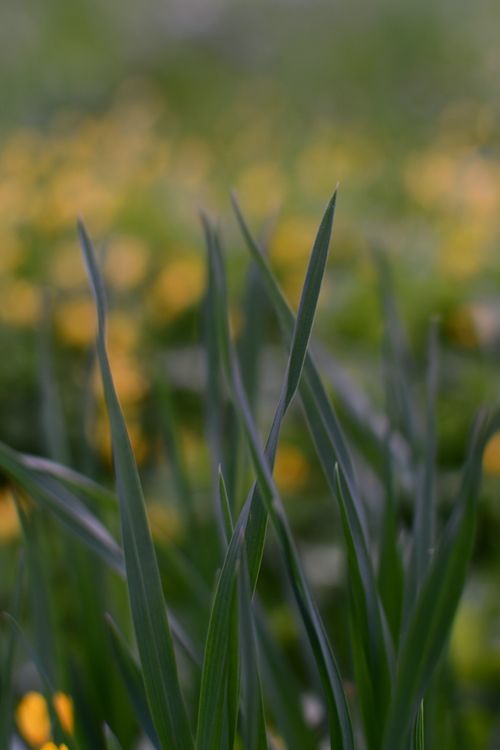Free Soft focus image showing green grass blades with blurred yellow flowers in the background. Stock Photo
