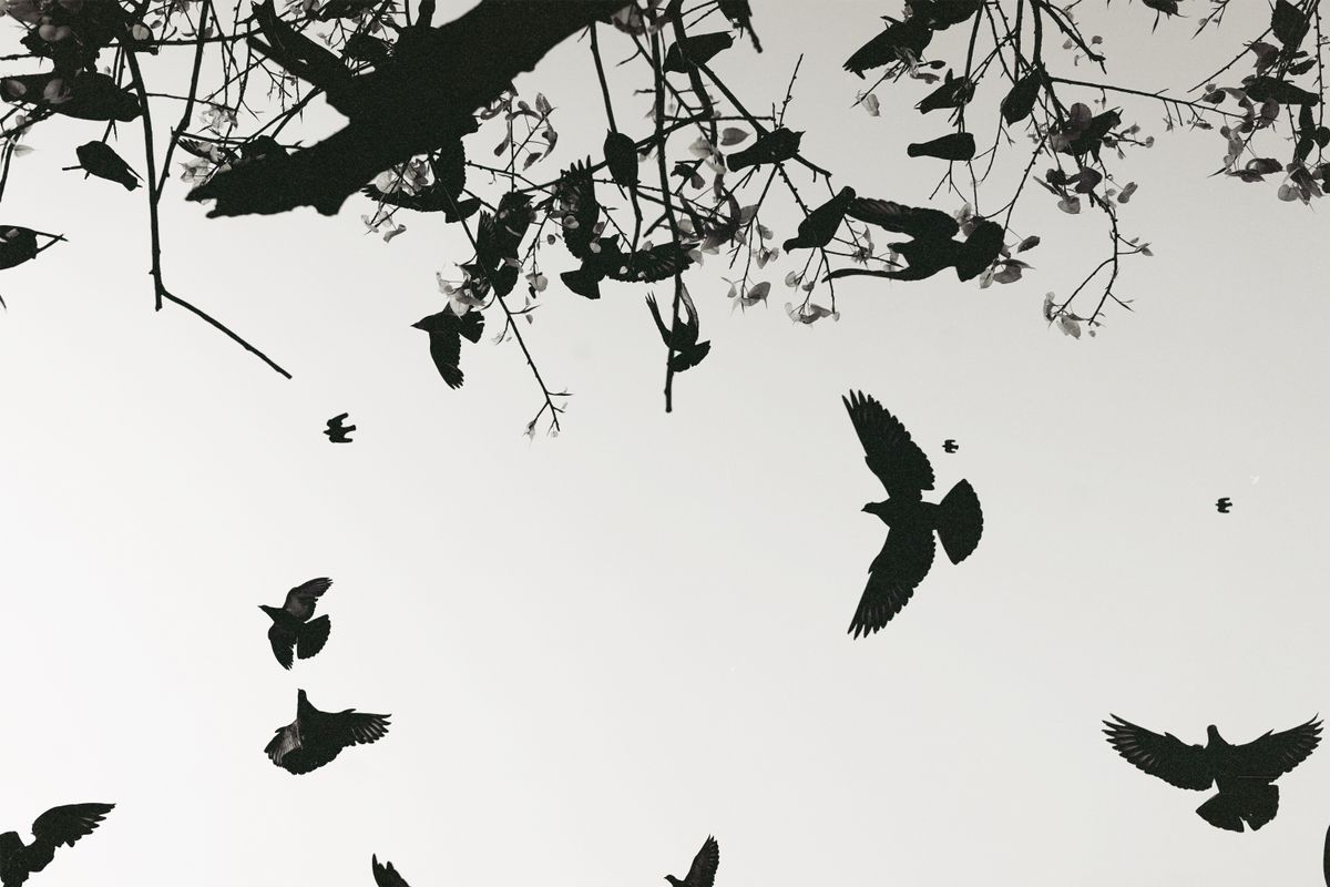 Art cinétique et IA : les oiseaux de Prospect Park