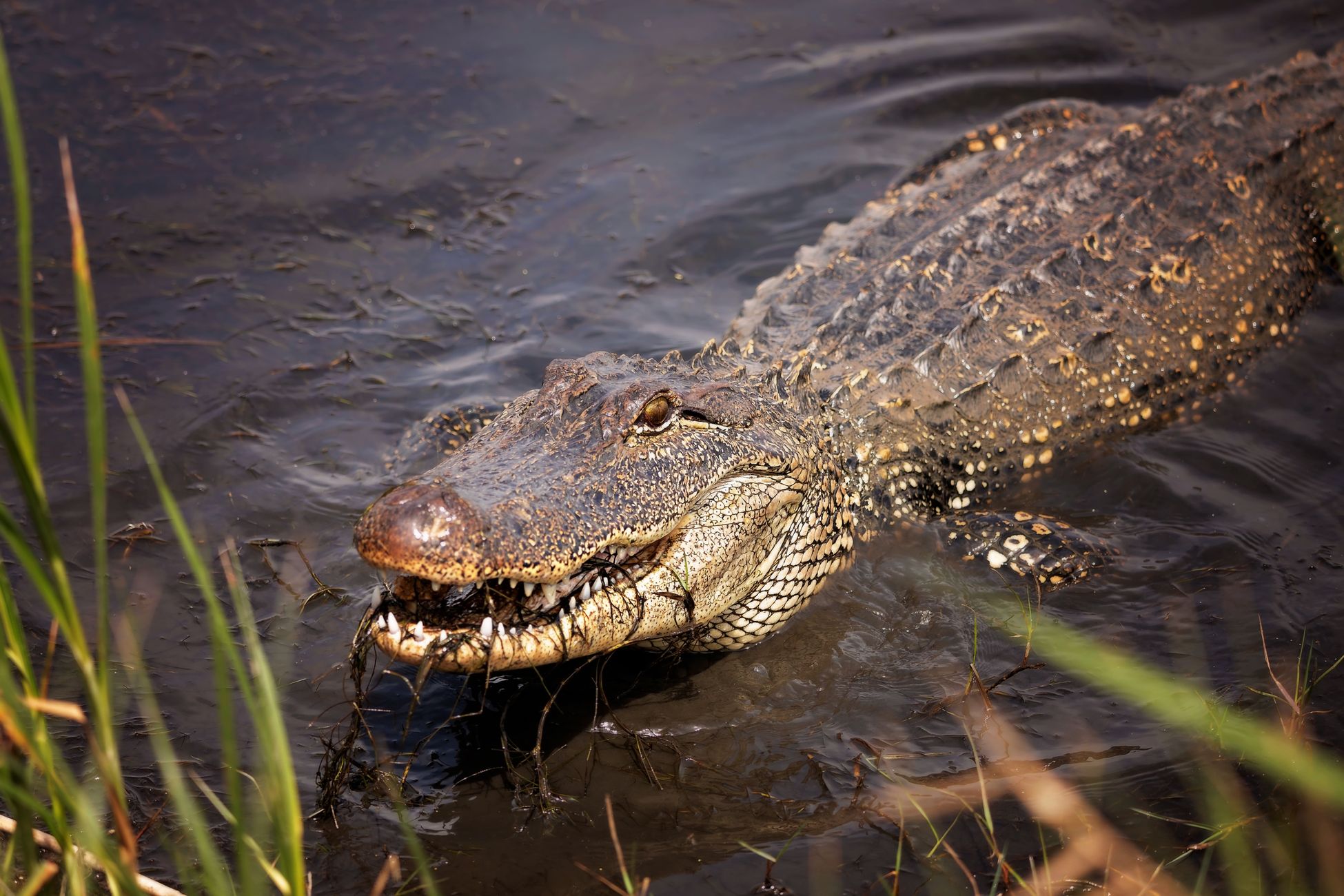 Hond Chance vecht met alligator om metgezel te redden