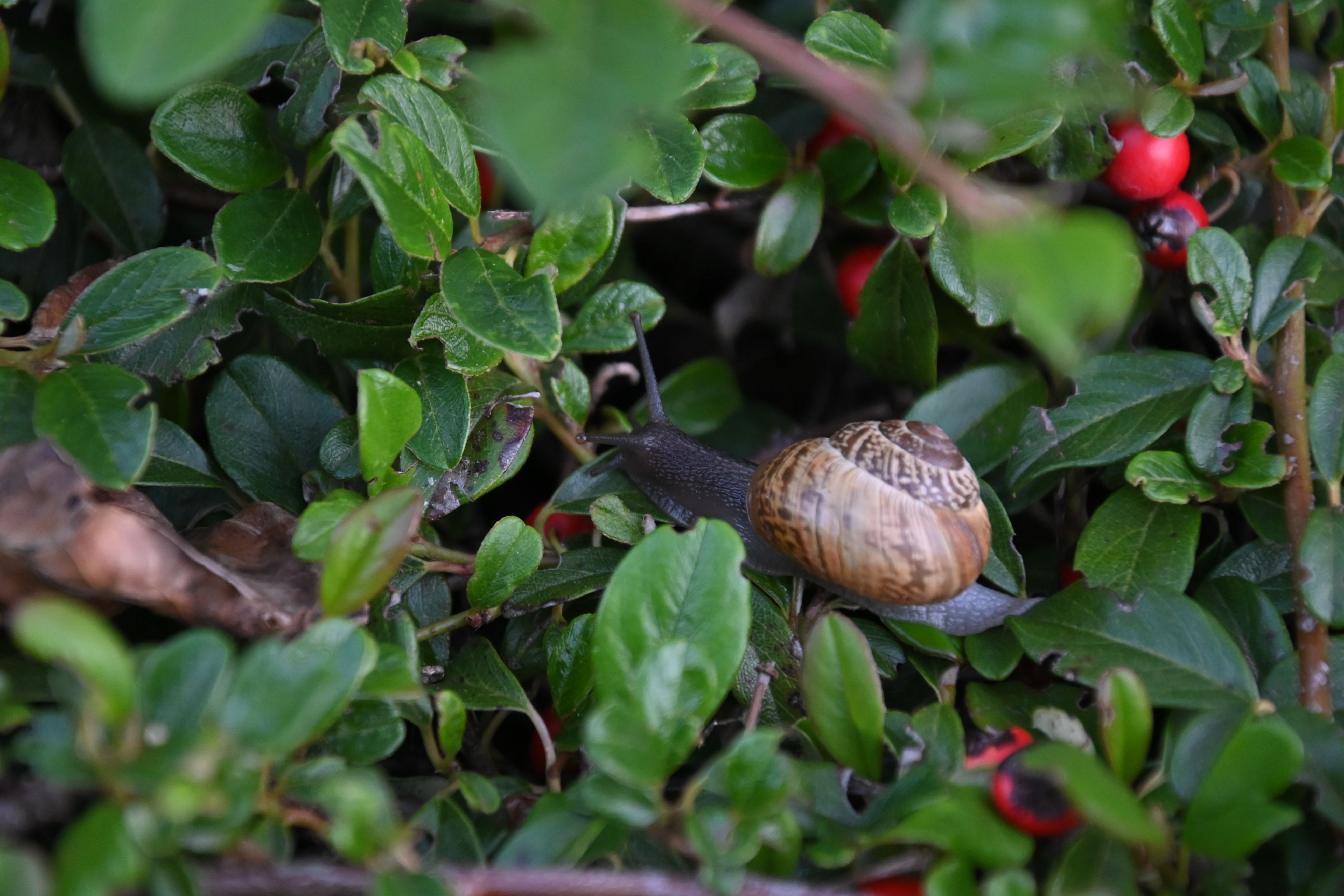 Close-up of a garden snail on vibrant green leaves with red berries.