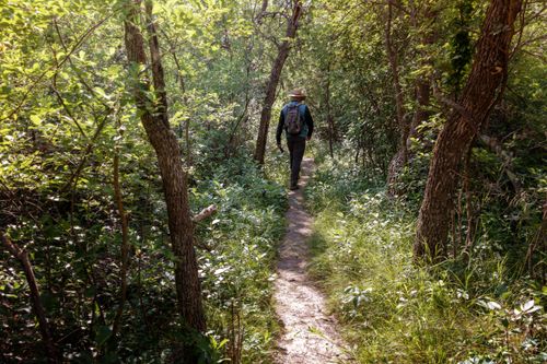 Free A hiker walks through a lush, forested trail in North Dakota on a sunny day. Stock Photo