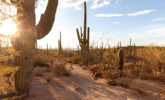 Unwind in Bliss: Top Luxury Spa Resorts Arizona Await